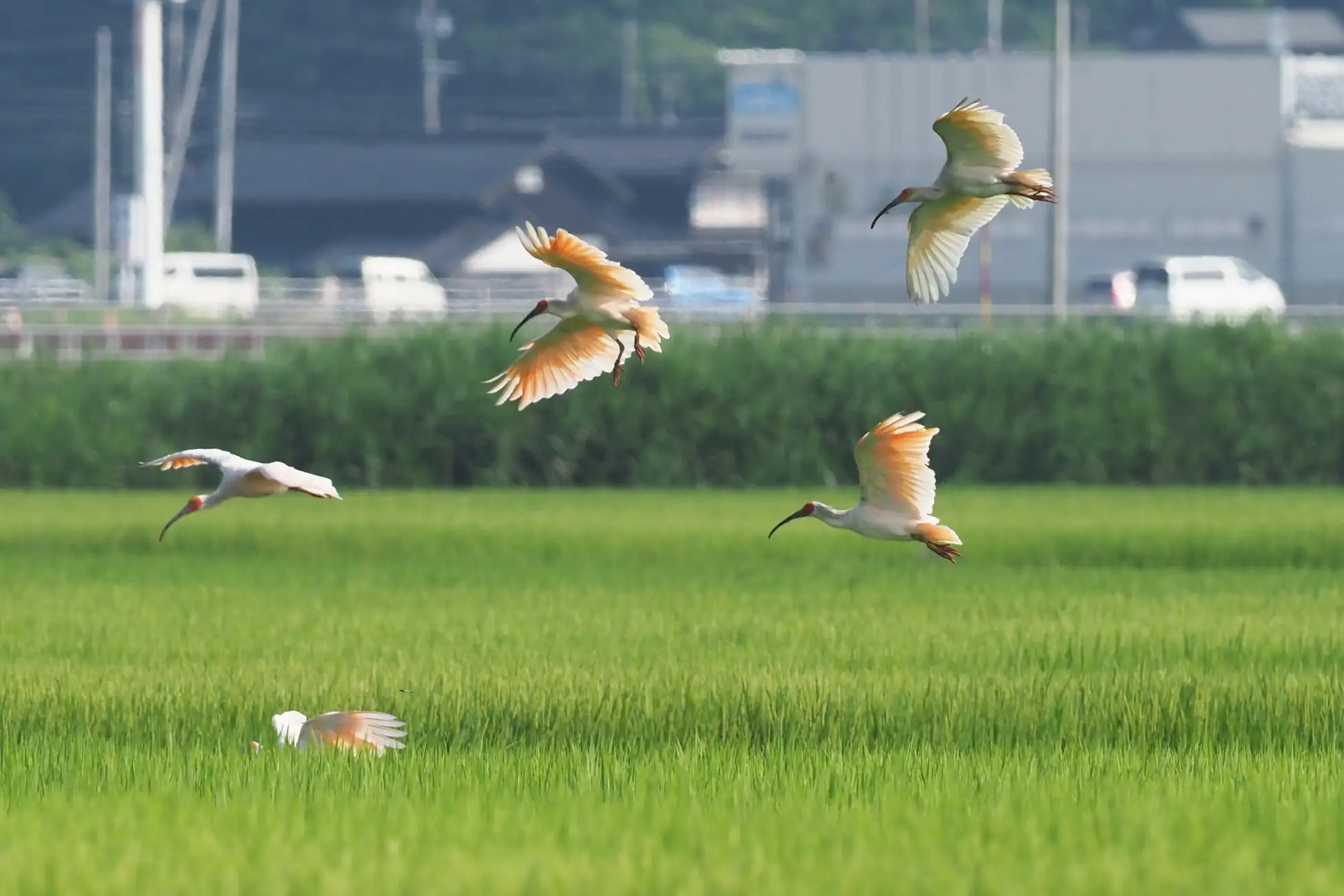 まちづくり